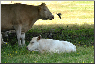 Photo: Cow and Calf 01 LowRes