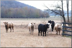 Photo: Cows 03 LowRes