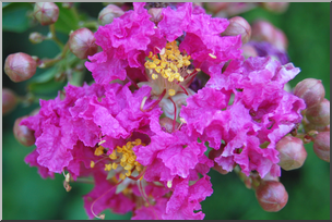 Photo: Crepe Myrtle Flower 01 HiRes