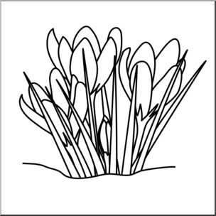 Clip Art: Flower: Crocuses B&W