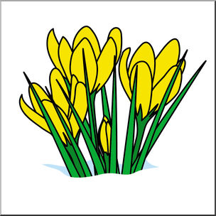 Clip Art: Flower: Crocuses Color