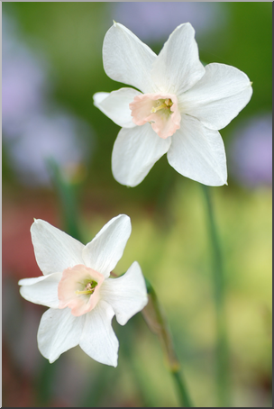 Photo: Daffodil 01 HiRes