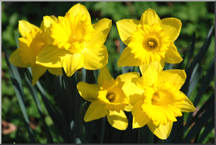 Photo: Daffodils 01 HiRes