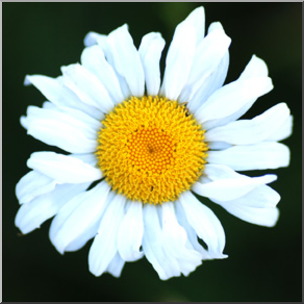 Photo: Daisy 02 LowRes