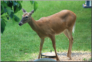 Photo: White-tailed Deer 02a HiRes
