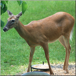Photo: White-tailed Deer 02b HiRes