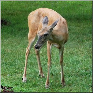 Photo: White-tailed Deer 03 HiRes