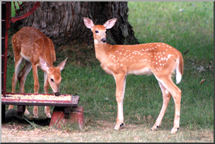 Photo: White-tailed Deer Fawns 01 HiRes