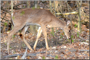 Photo: White-tailed Deer 01 HiRes