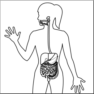 Clip Art: Human Anatomy: Digestive System B&W Blank