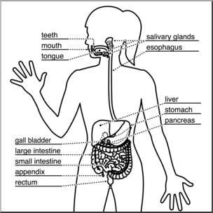 Clip Art: Human Anatomy: Digestive System B&W Labeled