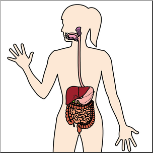 Clip Art: Human Anatomy: Digestive System Color Blank