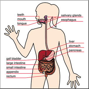 Clip Art: Human Anatomy: Digestive System Color Labeled