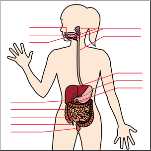 Clip Art: Human Anatomy: Digestive System Color Unlabeled