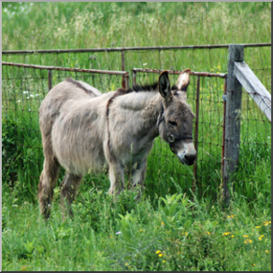 Photo: Donkey 01b LowRes