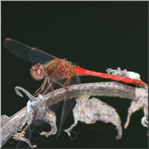 Photo: Dragonfly 01b LowRes