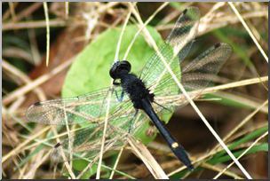Photo: Dragonfly 02 LowRes