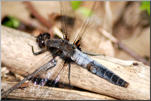 Photo: Dragonfly 04 LowRes