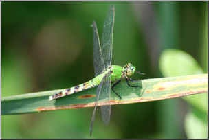 Photo: Dragonfly 05a LowRes