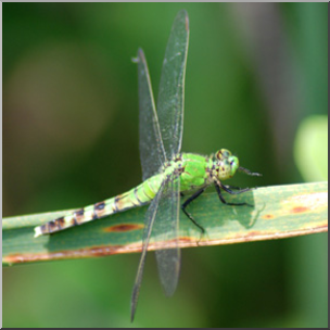 Photo: Dragonfly 05b LowRes