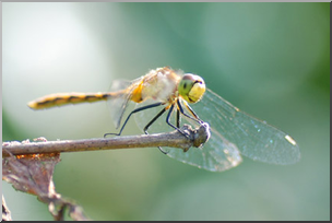 Photo: Dragonfly 06 LowRes
