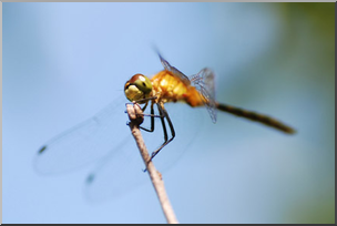 Photo: Dragonfly 07 LowRes