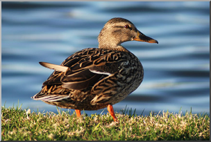 Photo: Duck 04a LowRes