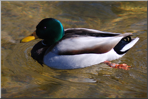 Photo: Duck 06 LowRes