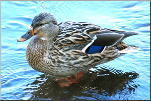 Photo: Duck 07 LowRes
