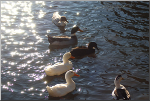 Photo: Ducks 01 LowRes