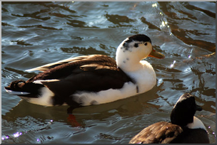 Photo: Ducks 02 LowRes