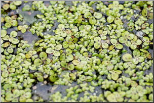 Photo: Duckweed 01a LowRes