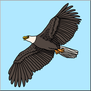 Clip Art: Bald Eagle 3 Color 1