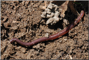 Photo: Earthworm 01 HiRes