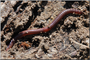 Photo: Earthworm 02 HiRes