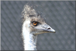 Photo: Emu 02a HiRes
