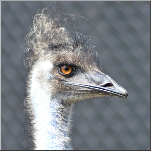 Photo: Emu 02b HiRes