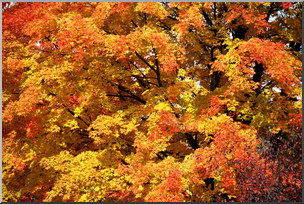 Photo: Fall Colors 01a HiRes