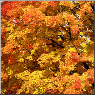 Photo: Fall Colors 01b HiRes