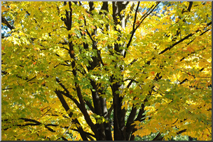 Photo: Fall Colors 02a LowRes