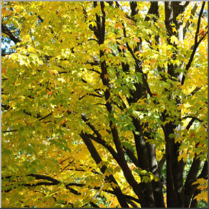 Photo: Fall Colors 02b LowRes