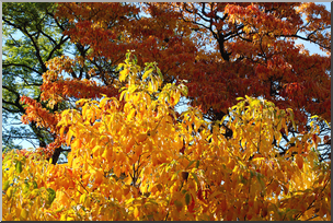 Photo: Fall Colors 04a HiRes