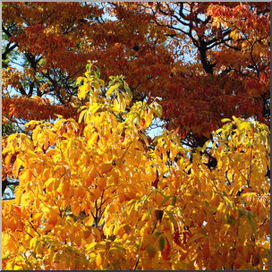 Photo: Fall Colors 04b HiRes