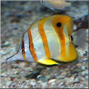 Photo: Fish: Angelfish 01b HiRes