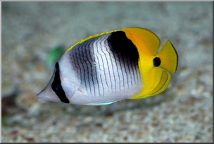 Photo: Fish: Angelfish 02 HiRes