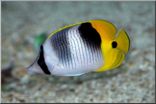 Photo: Fish: Angelfish 02 LowRes