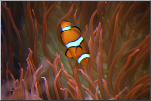 Photo: Fish: Clownfish 01a LowRes
