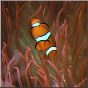 Photo: Fish: Clownfish 01b LowRes