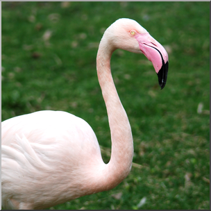 Photo: Flamingo 01b HiRes