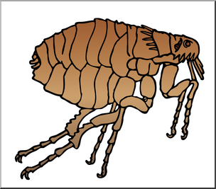 Clip Art: Insects: Flea Color
